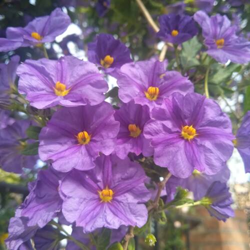 Foto extra 1