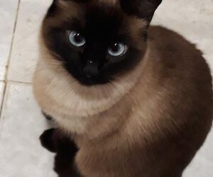 elisa