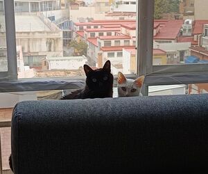 Fernan