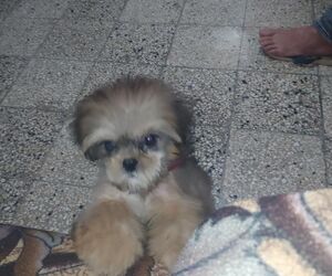 Chinita