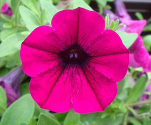 petunia