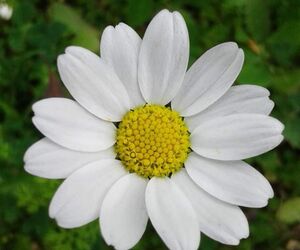 pepabucanera20