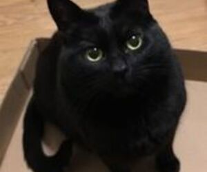 nico