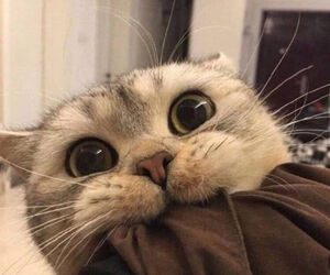 chicodemlg