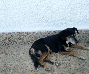 JOSE