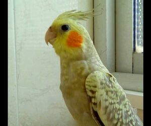 Rocio