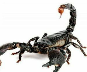 Alacrana