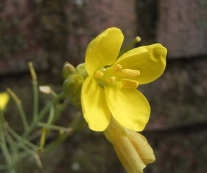 Landa