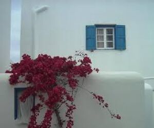 buganvilla