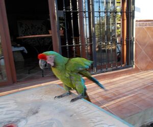 Javierre
