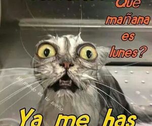 Ikelina