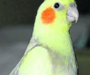Vanessa