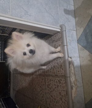 Carmen