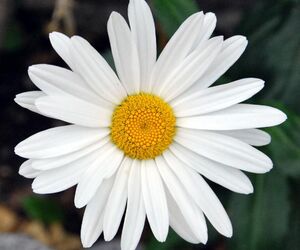 marga