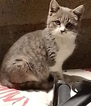 fernando