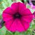 petunia