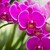 ORQUIDEA