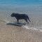 Caminata con perro y desayuno por paseo marí­timo fuengirola 