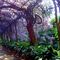Glicinias en el Jardin Botanico