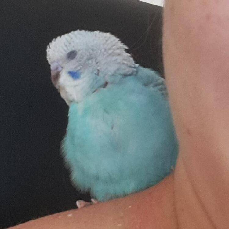 Foto de perfil de Ro