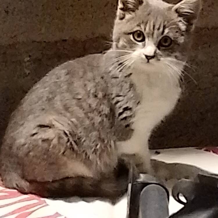 Foto de perfil